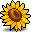 太阳花